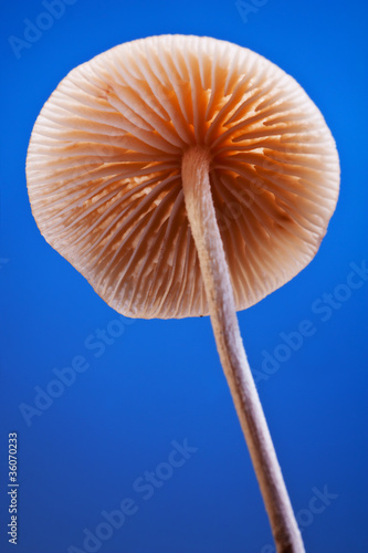 Fungus close up. © elnavegante