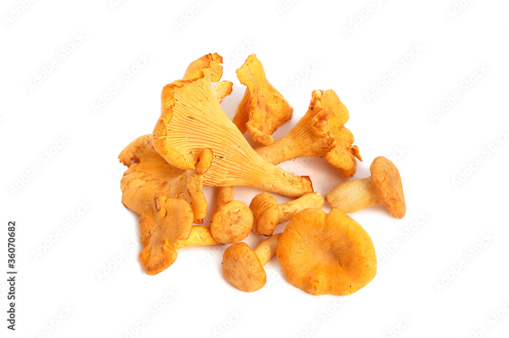 Chanterelles bunch Chanterelles bunch