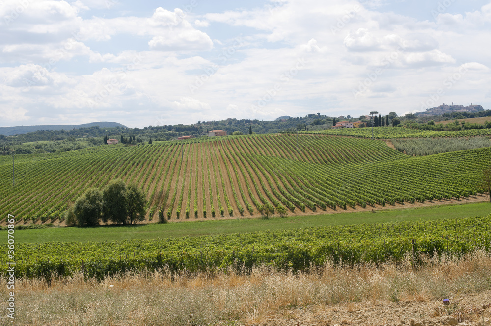 Landscape with vineyards at summer near Montepulciano