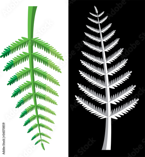 fern leaves