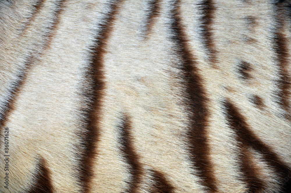 Fototapeta premium white bengal tiger