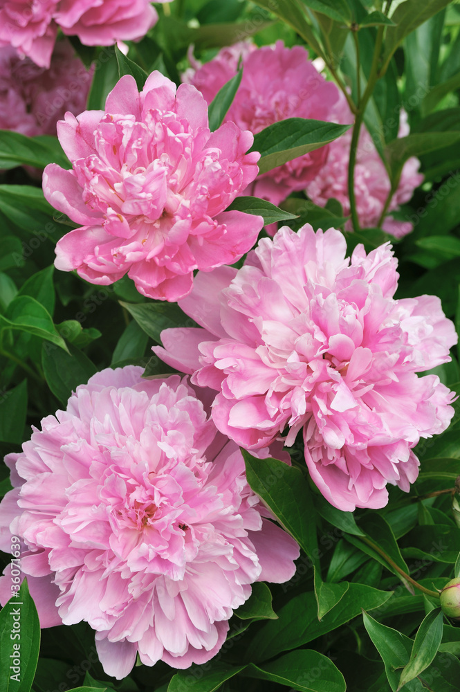 Bouquet of fresh pink peonies