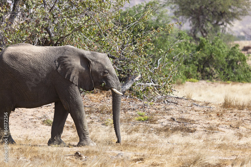 W  stenelefant im Damaraland