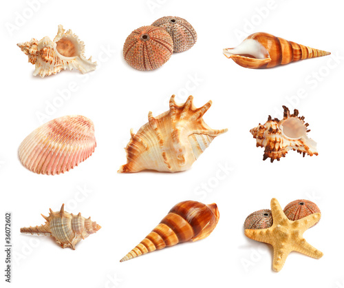 Set of seashells