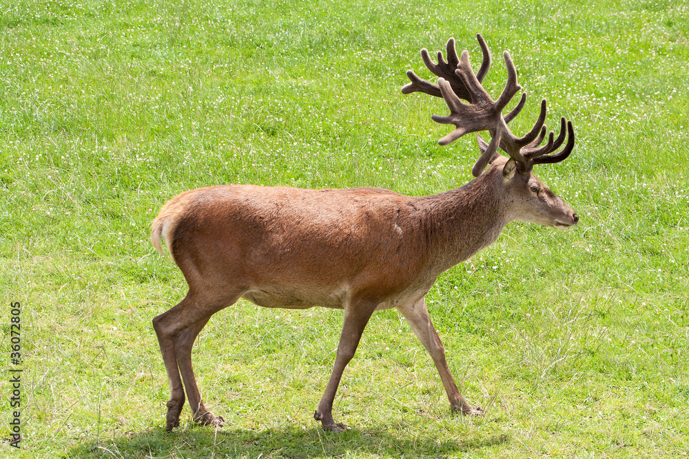 Fototapeta premium Red Deer with Antlers