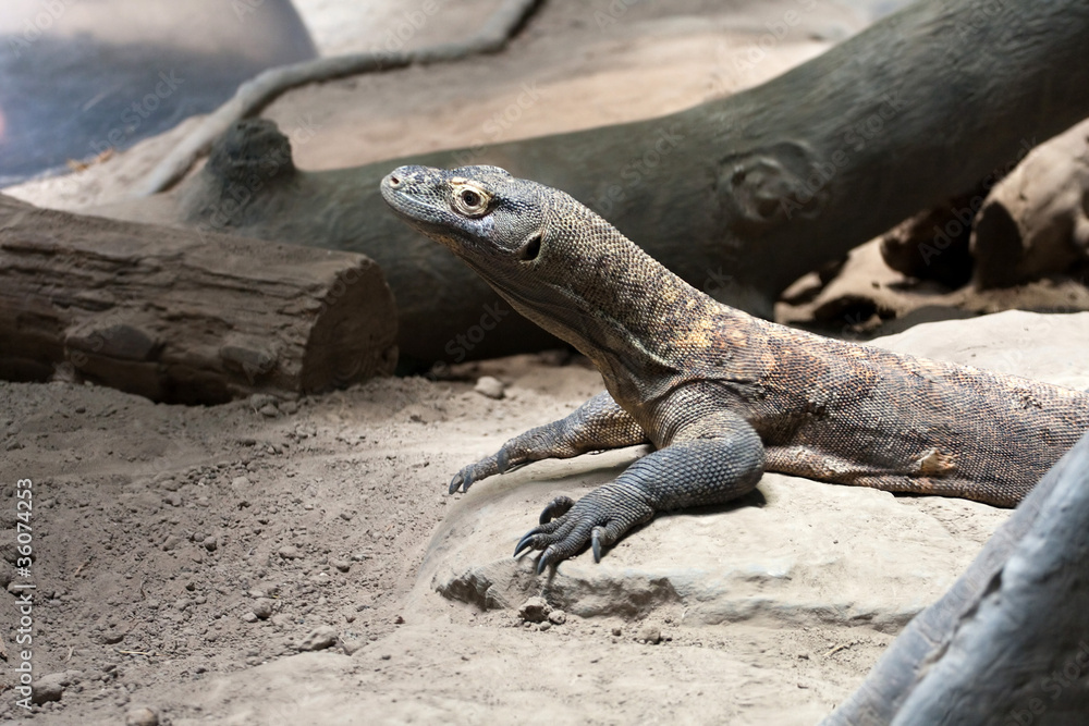 Komodo Dragon Reptile Komodo Dragon Reptile