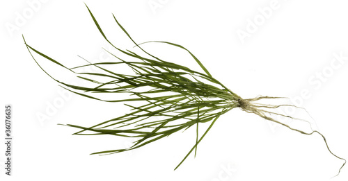 isolated grass plant photo