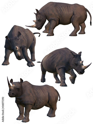 Set of four rhinos.
