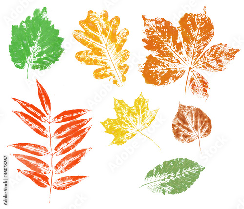 Colored imprint of autumn leaves isolated