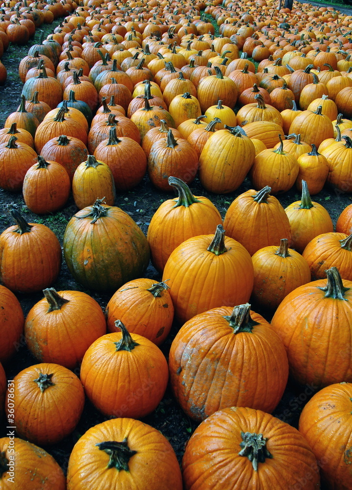 Pumpkin Patch Pumpkin Patch