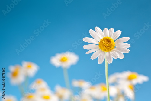 Fototapeta Naklejka Na Ścianę i Meble -  Wild camomiles on a blue sky.