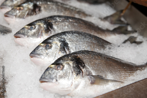 Seabass on cooled market display