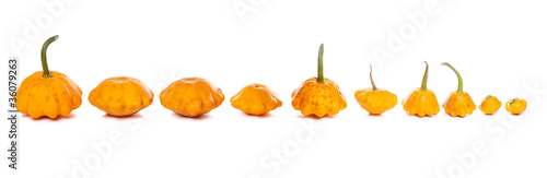 Ten bush pumpkins abreast on white background