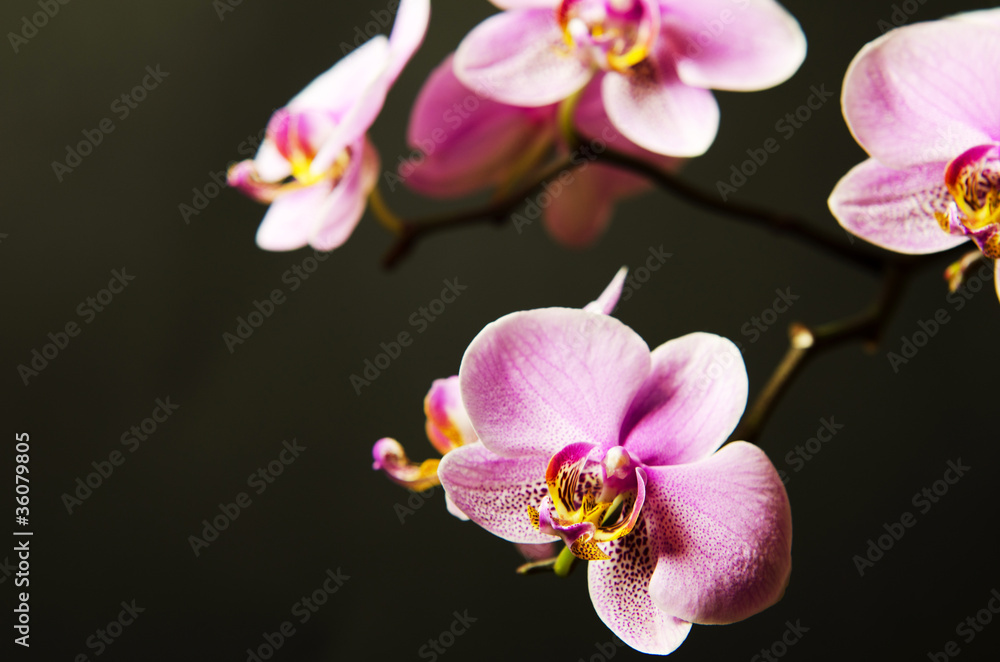 Orchidee Orchidee