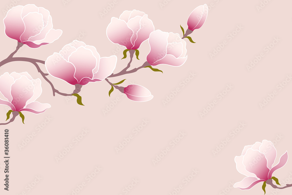 Fototapeta premium Tender magnolia