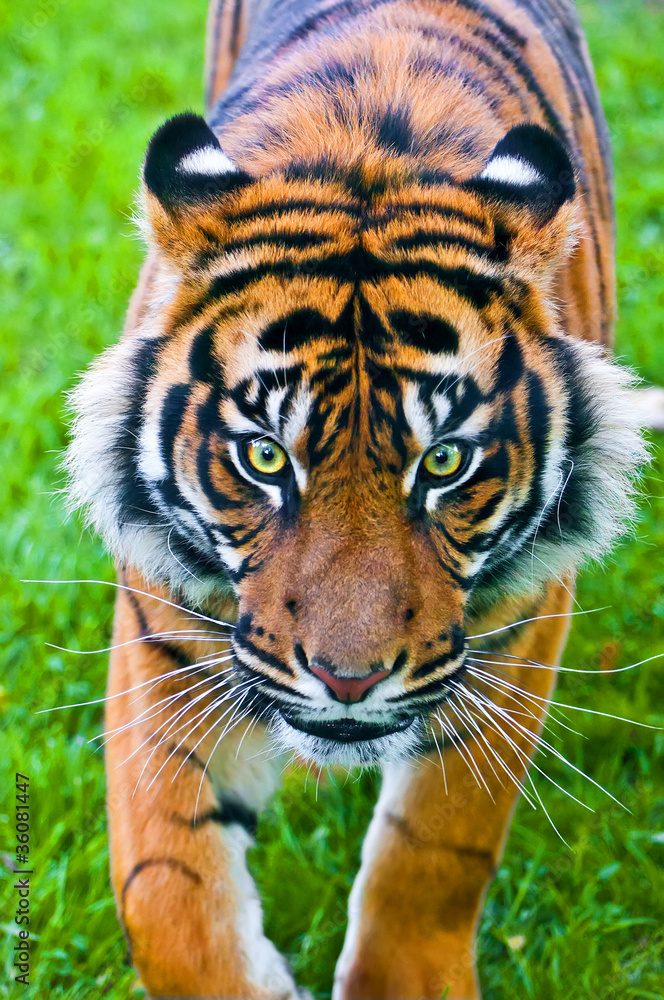 Obraz premium Sumatran Tiger hunting