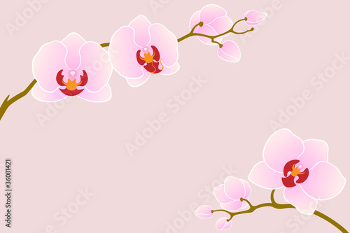 Tender orchid