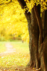 Sierkussen Geel Herfstpark met gouden bladeren  © yellowj