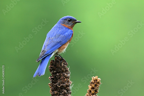 Eastern Bluebird on a branch