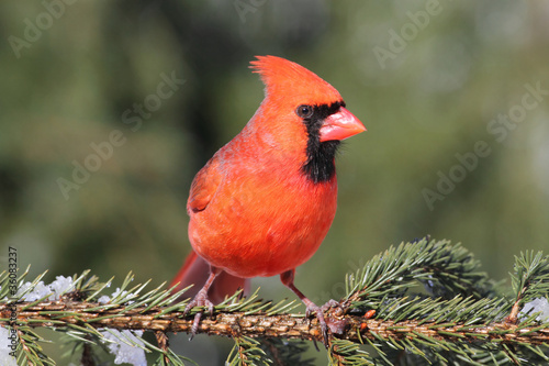 Cardinal On A Perch