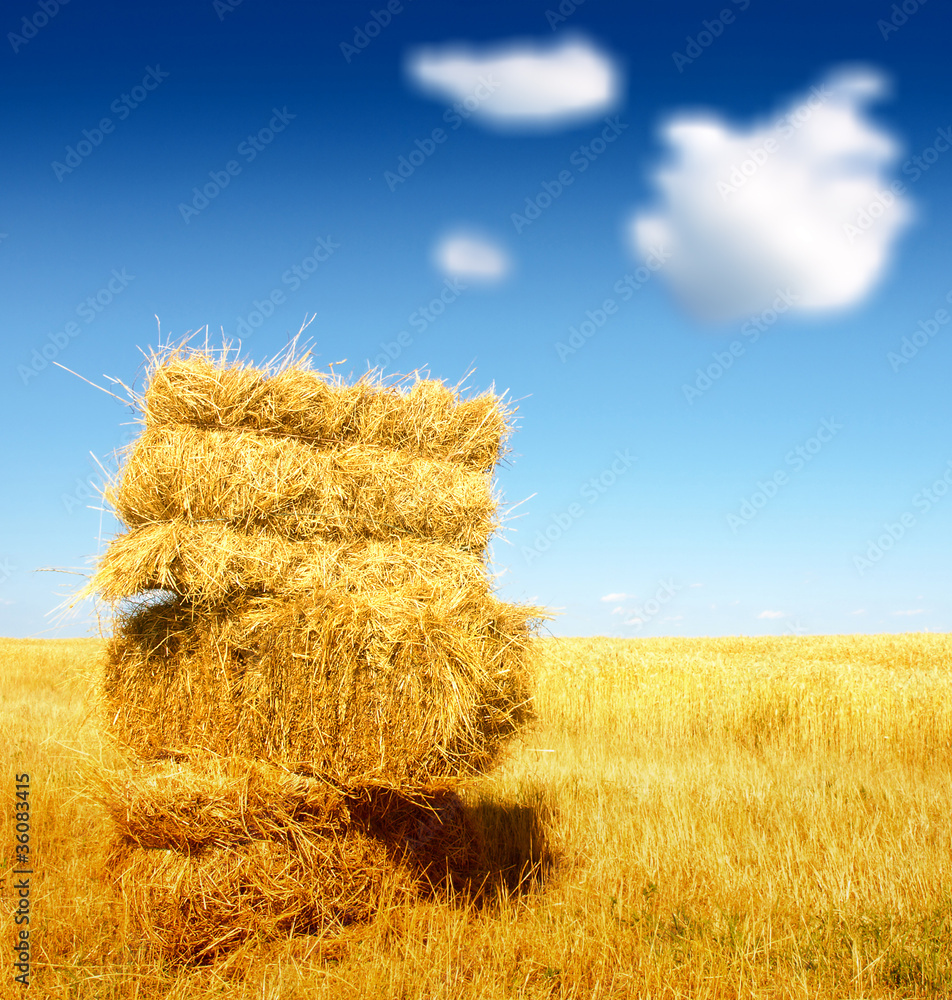 Bale of Hay in a Field