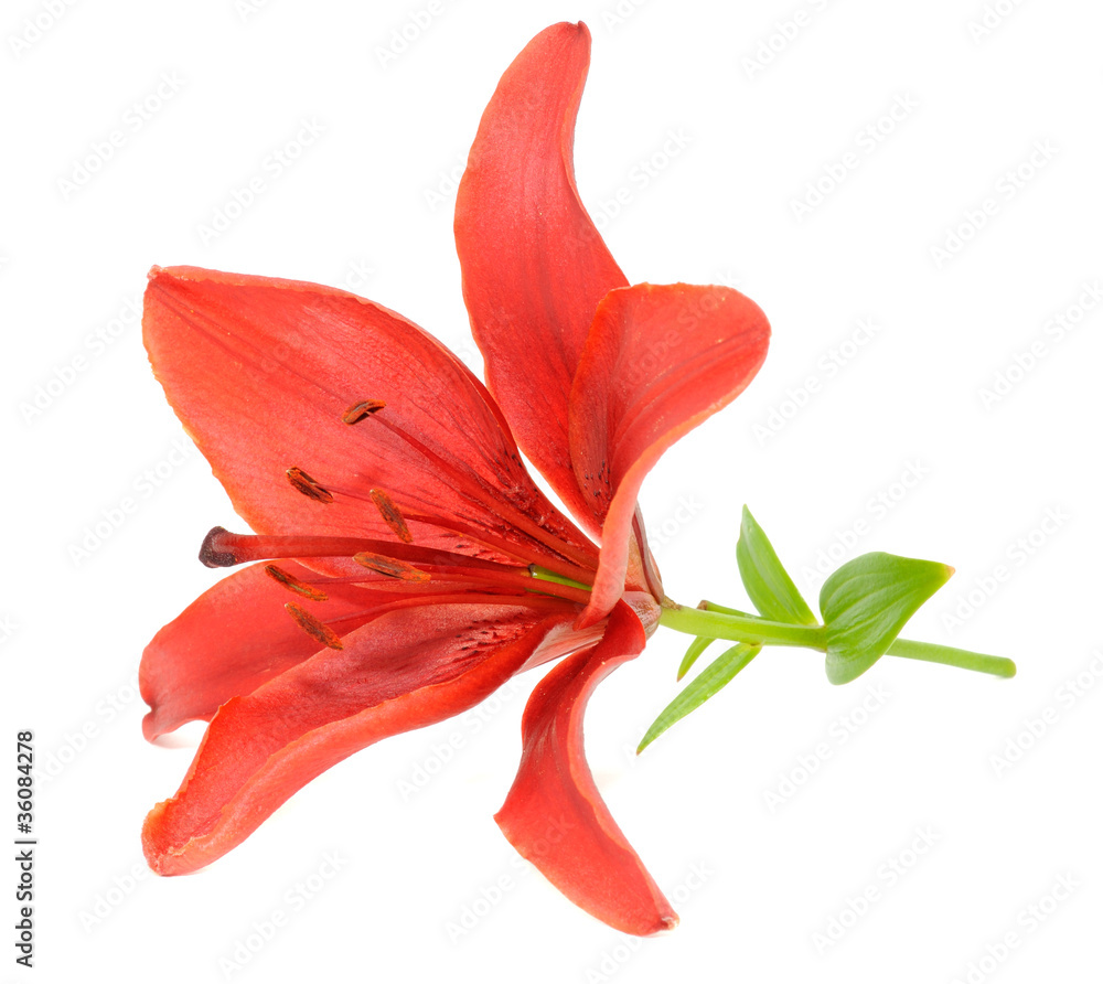 Beautiful Red Lily Isolated on White Background