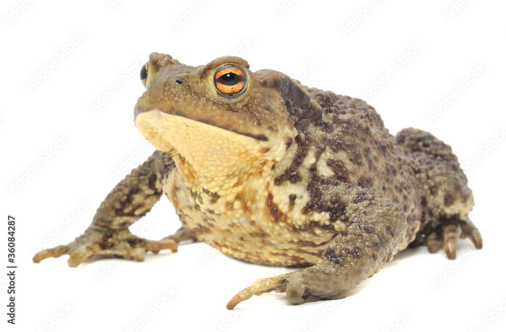 Brown Frog Isolated on White Background Brown Frog Isolated on White Background