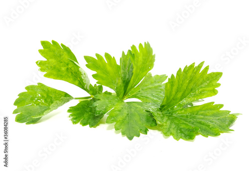 Celery Isolated on White Background