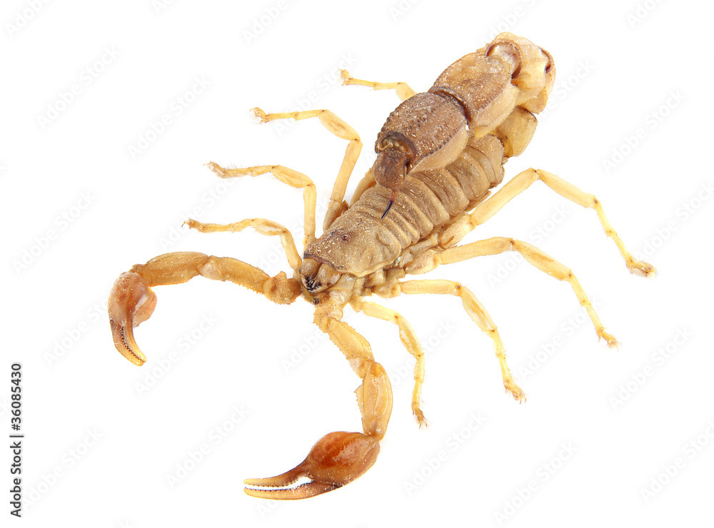 Scorpion