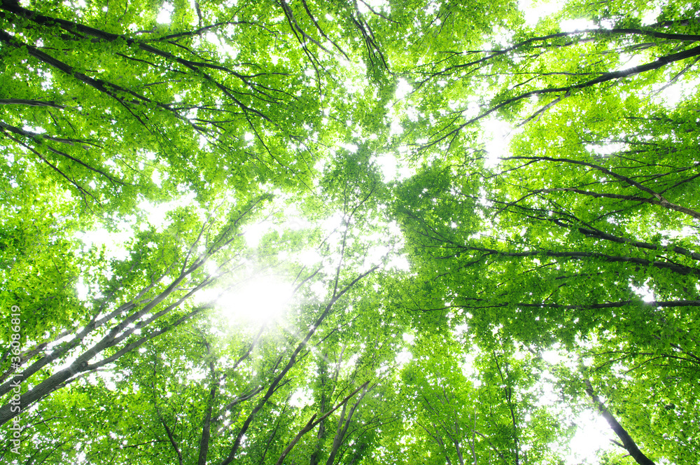 Obraz premium green forest