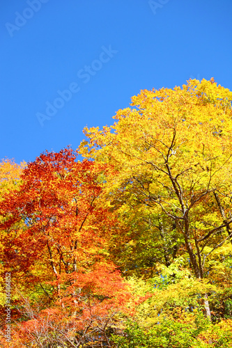 紅葉と青空 © yoshiyayo