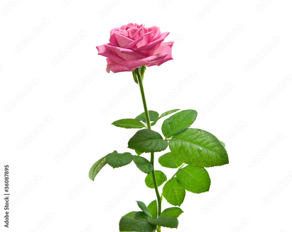 Pink rose on the white Pink rose on the white