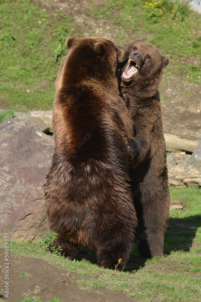 Obraz premium Braunbär