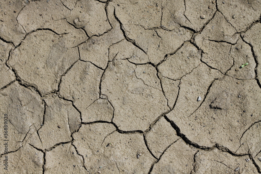 Fototapeta premium teere aride