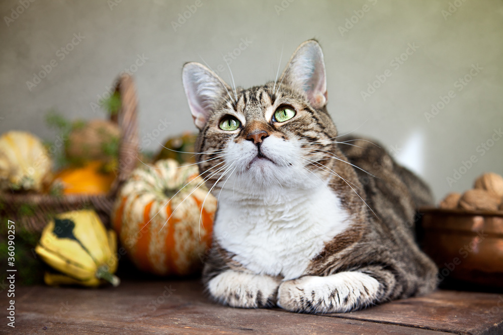 Obraz premium Herbstbild mit Katze