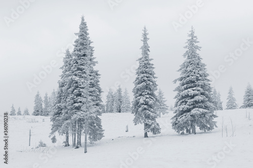 Winter scene © Oleksandr Kotenko