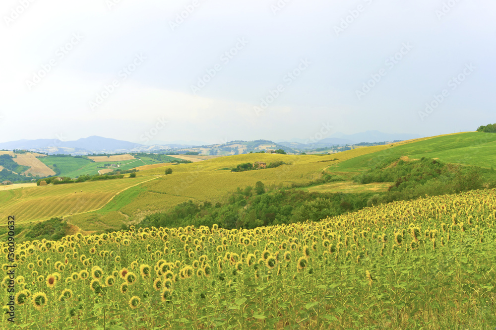 Marches (Italy) - Landscape at summer with sunflowers