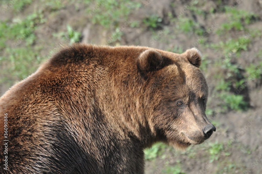 Braunbär