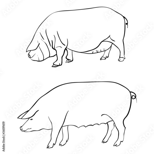 Pen drawing depicting a pig