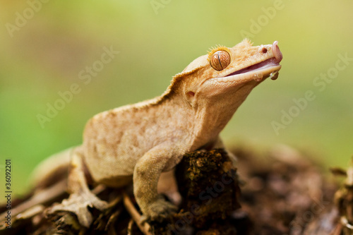 Crested Gecko (Rhacodactylus Ciliatus)