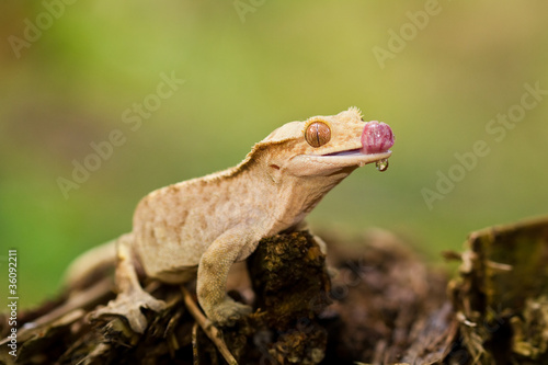 Crested Gecko (Rhacodactylus Ciliatus)