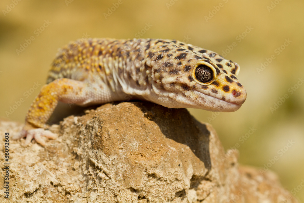 Reptile Reptile