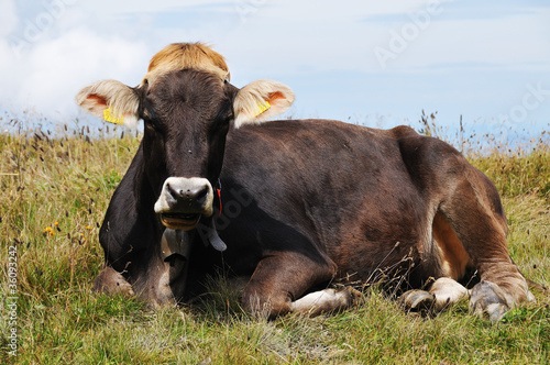 Cow Siesta III