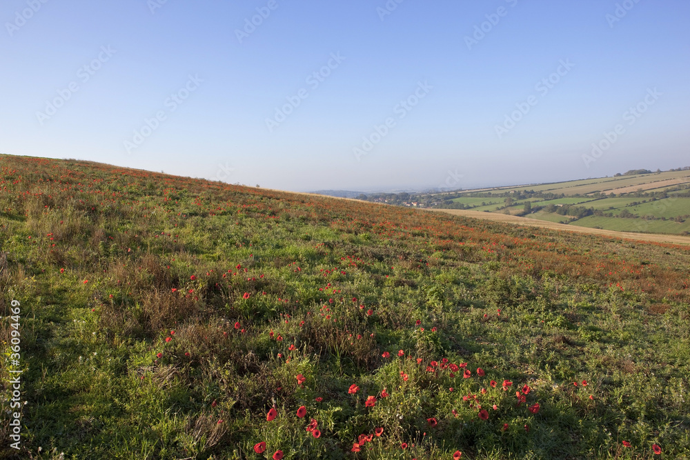 autumn wildflowers