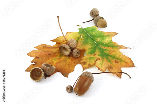 Acorns and an oak leaf