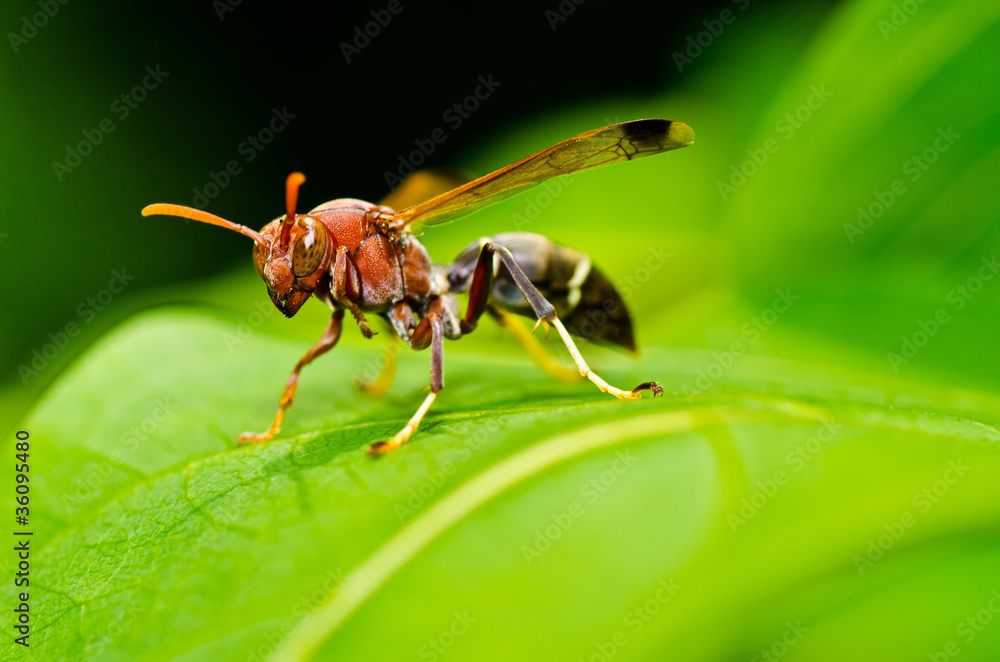 Fototapeta premium wasp in green nature or in garden