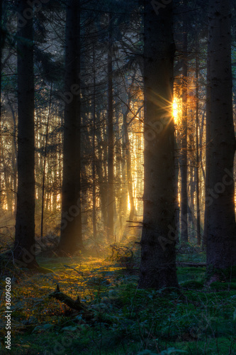 First sunlight in dark forest