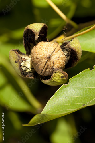 walnut blossom