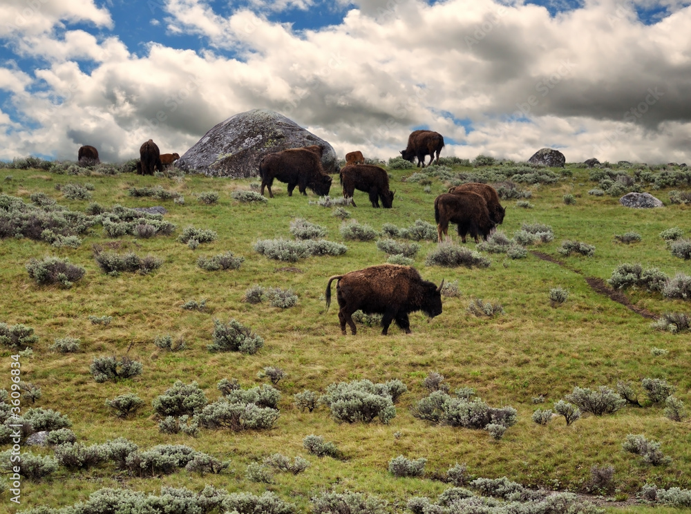 bisons feeding in the mountain