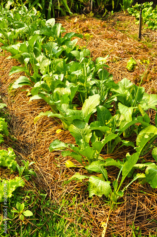Obraz premium Chinese cabbages (spinach) in the vegetable plot
